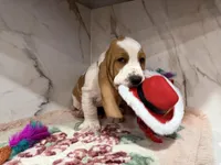 green collar, a male Basset Hound for sale in Ocala, FL – Photo 1 of 10