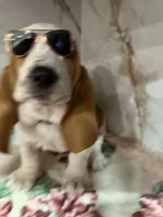 green collar, a male Basset Hound for sale in Ocala, FL – Photo 7 of 10