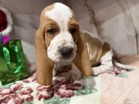 green collar, a male Basset Hound for sale in Ocala, FL – Photo 2 of 10