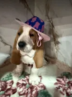 green collar, a male Basset Hound for sale in Ocala, FL – Photo 6 of 10