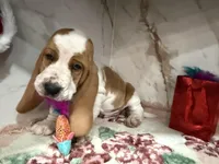 green collar, a male Basset Hound for sale in Ocala, FL – Photo 3 of 10