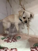 Blue collar , a male Chihuahua for sale in Ocala, FL – Photo 7 of 10