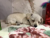 Blue collar , a male Chihuahua for sale in Ocala, FL – Photo 10 of 10