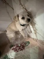 Blue collar , a male Chihuahua for sale in Ocala, FL – Photo 2 of 10