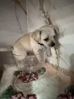 Blue collar , a male Chihuahua for sale in Ocala, FL – Photo 4 of 10