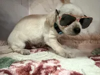 Blue collar , a male Chihuahua for sale in Ocala, FL – Photo 6 of 10