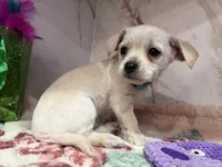 Blue collar , a male Chihuahua for sale in Ocala, FL – Photo 3 of 10