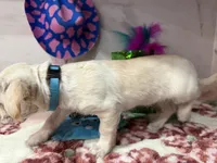 Blue collar , a male Chihuahua for sale in Ocala, FL – Photo 8 of 10