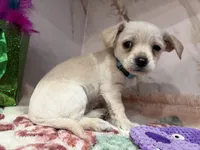 Blue collar , a male Chihuahua for sale in Ocala, FL – Photo 9 of 10