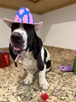 Luna, a female Basset Hound for sale in Ocala, FL – 2 of 10