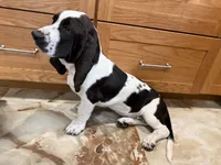 Luna, a female Basset Hound for sale in Ocala, FL – 5 of 10