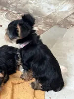 Pink necklace, a female Yorkshire Terrier for sale in Ocala, FL – 6 of 10