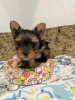 Coco, a male Yorkshire Terrier for sale in Ocala, FL – 1 of 10