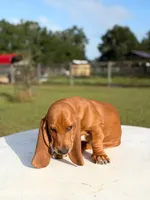 red necklace, a male Basset Hound for sale in Ocala, FL – 2 of 10