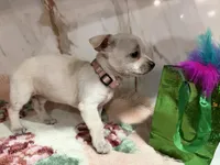 Pink collar, a female Chihuahua for sale in Ocala, FL – Photo 10 of 10