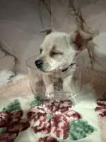 Pink collar, a female Chihuahua for sale in Ocala, FL – Photo 6 of 10