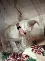 Pink collar, a female Chihuahua for sale in Ocala, FL – Photo 2 of 10