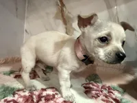 Pink collar, a female Chihuahua for sale in Ocala, FL – Photo 7 of 10