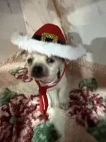 Pink collar, a female Chihuahua for sale in Ocala, FL – Photo 9 of 10