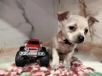 Pink collar, a female Chihuahua for sale in Ocala, FL – Photo 4 of 10