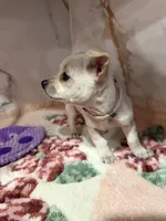 Pink collar, a female Chihuahua for sale in Ocala, FL – Photo 3 of 10