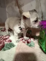 Pink collar, a female Chihuahua for sale in Ocala, FL – Photo 5 of 10