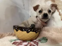 Pink collar, a female Chihuahua for sale in Ocala, FL – Photo 1 of 10