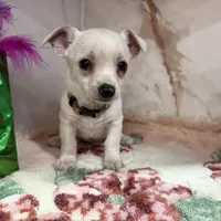 brown collar, a male Chihuahua for sale in Ocala, FL – Photo 10 of 10