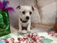 brown collar, a male Chihuahua for sale in Ocala, FL – Photo 10 of 10