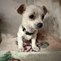 brown collar, a male Chihuahua for sale in Ocala, FL – Photo 7 of 10