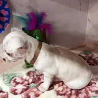 brown collar, a male Chihuahua for sale in Ocala, FL – Photo 9 of 10