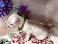 brown collar, a male Chihuahua for sale in Ocala, FL – Photo 9 of 10