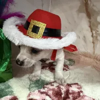 brown collar, a male Chihuahua for sale in Ocala, FL – Photo 5 of 10