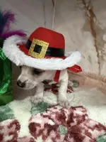 brown collar, a male Chihuahua for sale in Ocala, FL – Photo 5 of 10