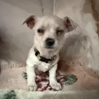 brown collar, a male Chihuahua for sale in Ocala, FL – Photo 2 of 10