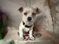 brown collar, a male Chihuahua for sale in Ocala, FL – Photo 2 of 10