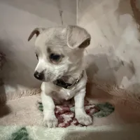 brown collar, a male Chihuahua for sale in Ocala, FL – Photo 4 of 10