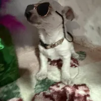 brown collar, a male Chihuahua for sale in Ocala, FL – Photo 6 of 10