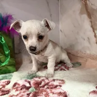 brown collar, a male Chihuahua for sale in Ocala, FL – Photo 8 of 10