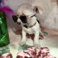 brown collar, a male Chihuahua for sale in Ocala, FL – Photo 1 of 10