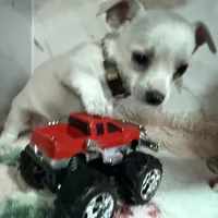 brown collar, a male Chihuahua for sale in Ocala, FL – Photo 3 of 10