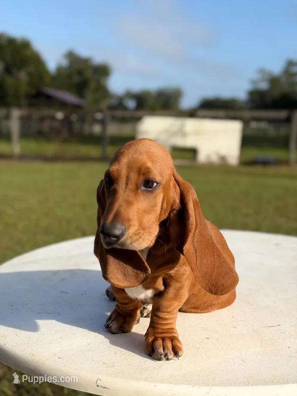 red necklace – Basset Hound puppy for sale in Ocala, FL