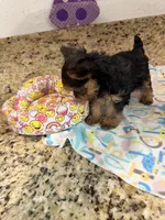 Coco, a male Yorkshire Terrier for sale in Ocala, FL – 5 of 10