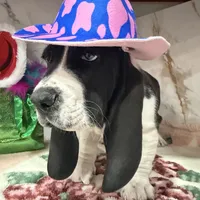 brown collar, a male Basset Hound for sale in Ocala, FL – Photo 1 of 10