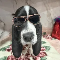 brown collar, a male Basset Hound for sale in Ocala, FL – Photo 6 of 10