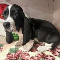 brown collar, a male Basset Hound for sale in Ocala, FL – Photo 8 of 10