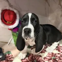 brown collar, a male Basset Hound for sale in Ocala, FL – Photo 10 of 10