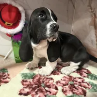 brown collar, a male Basset Hound for sale in Ocala, FL – Photo 9 of 10