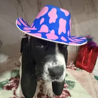 brown collar, a male Basset Hound for sale in Ocala, FL – Photo 2 of 10