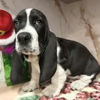 brown collar, a male Basset Hound for sale in Ocala, FL – Photo 5 of 10